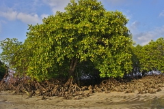 Nusa Lembongan, Indonesien © Marijana Toben