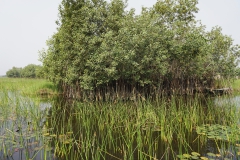 Lagoon of Ouidah, Benin © Marijana Toben