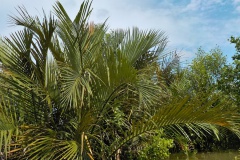 Segara Anakan Lagune, Java, Indonesia © Marijana Toben
