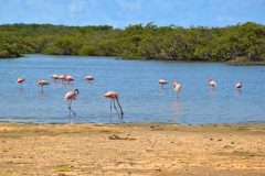 Bonaire © R. Schäfer