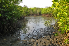 Segara Anakan Lagune, Java, Indonesien © Marijana Toben