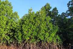 IMG-20211120-WA0015