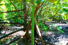 IMG-20211120-WA0019